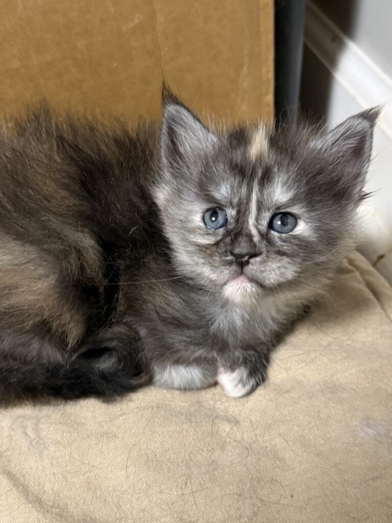 Black smoke tortie looking at the camera