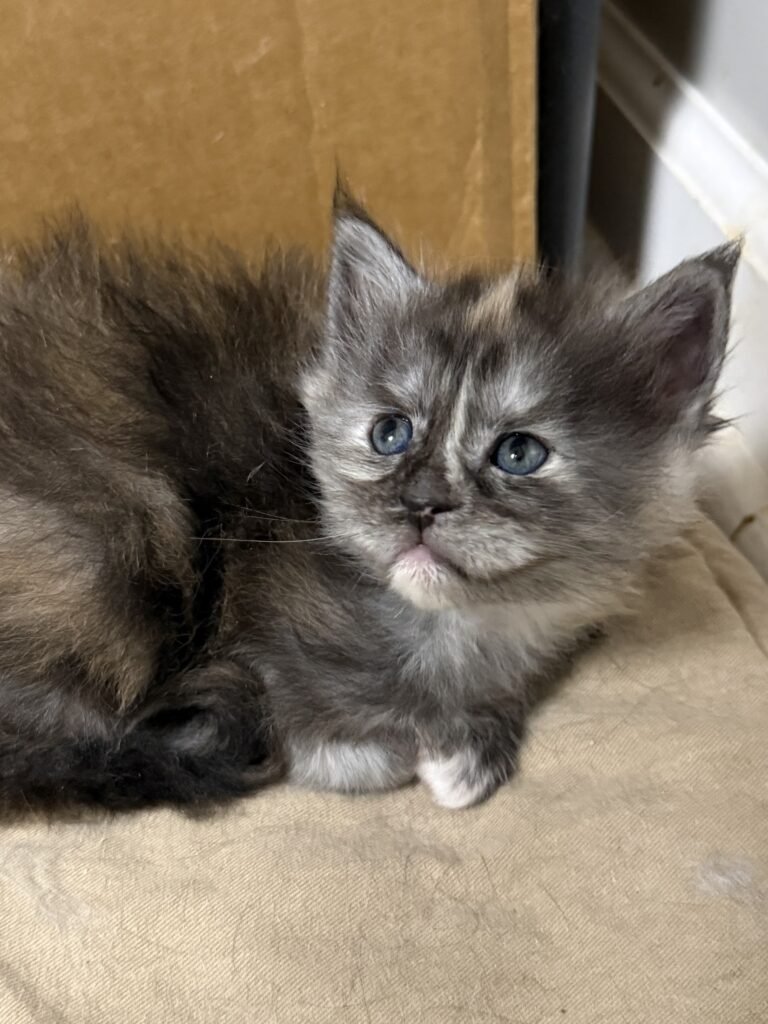 Black smoke tortie looking with very pretty face