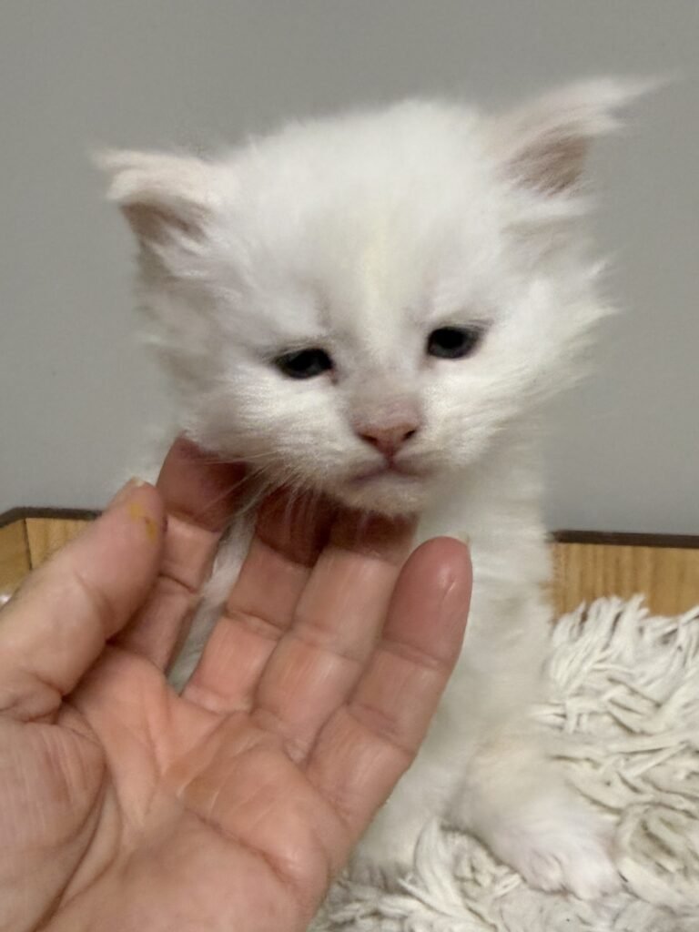 Cameo Maine Coon kitten with a precious face