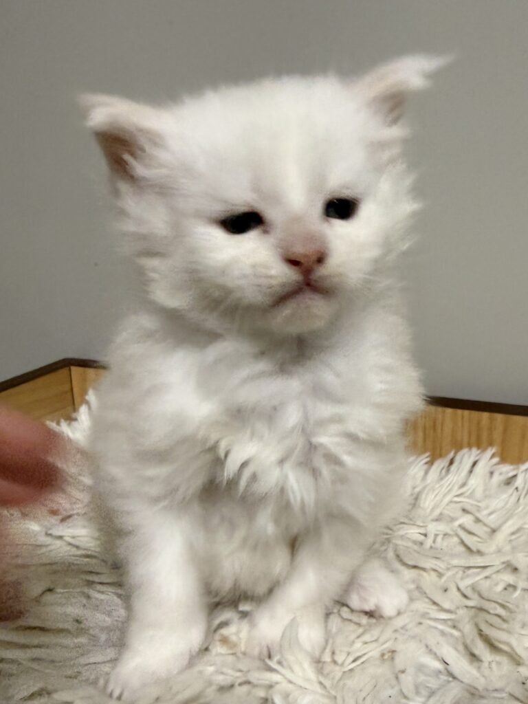Cameo Maine Coon kitten looking straight to the camera