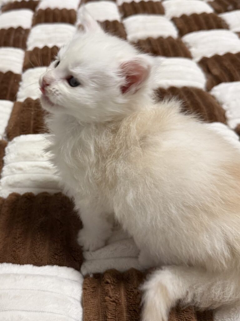 Cameo Maine Coon kitten with beautiful shades of red