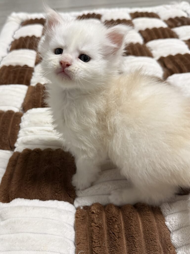 Cameo Maine Coon kitten with beautiful face