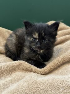 Black tortie Maine Coon female with a green background