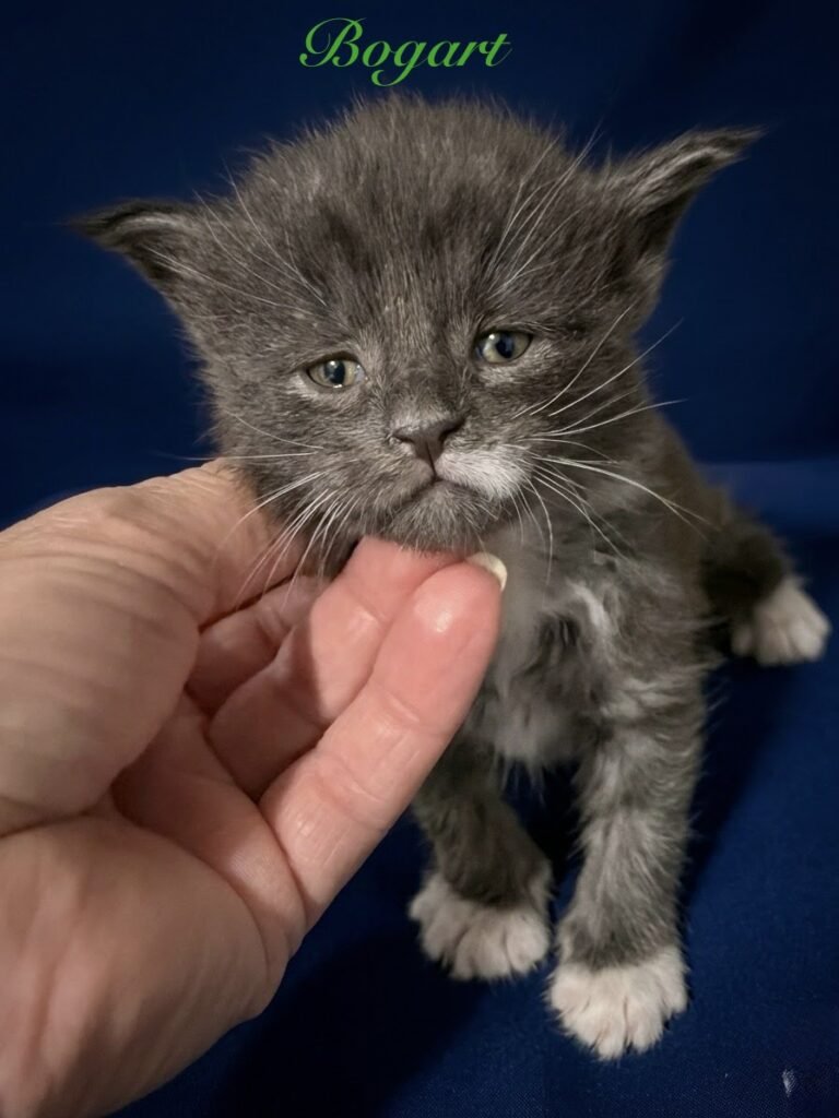 Black and white Maine Coon kitten in a blue background