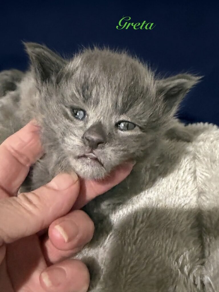 Blue smoke female Maine Coon kitten with her tongue out