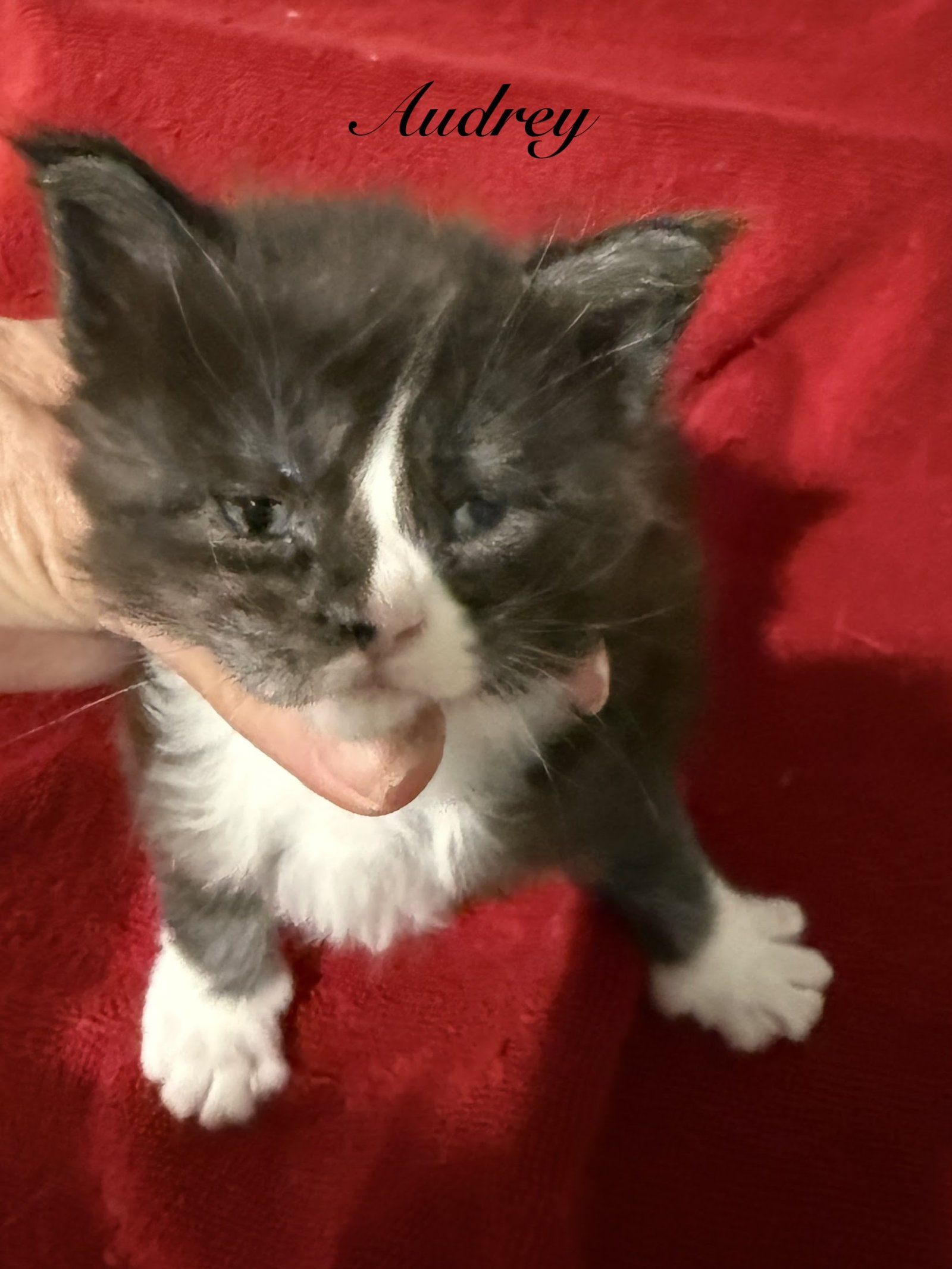 Maine Coon female setting up
