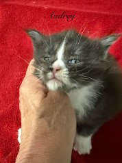 Black & White Maine Coon female with cute white markings