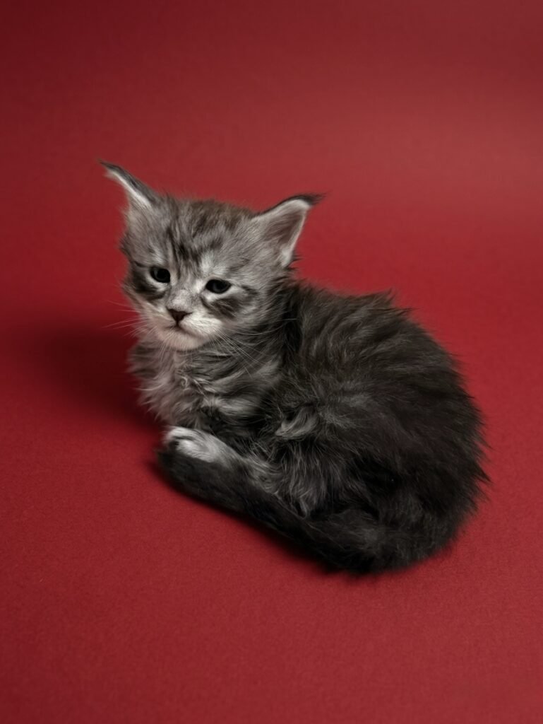 Black silver tabby Maine Coon win a red background