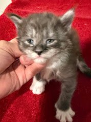 Black & white smoke Maine Coon female in a red background