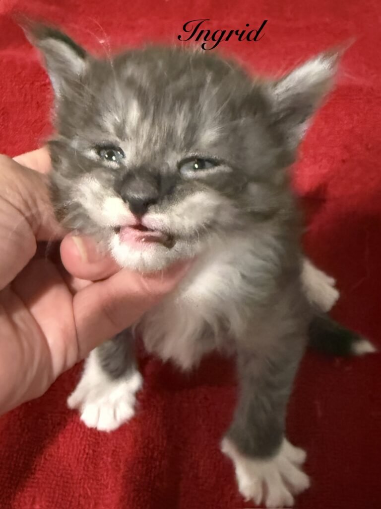 Black & white smoke Maine Coon female looking like she is smiling