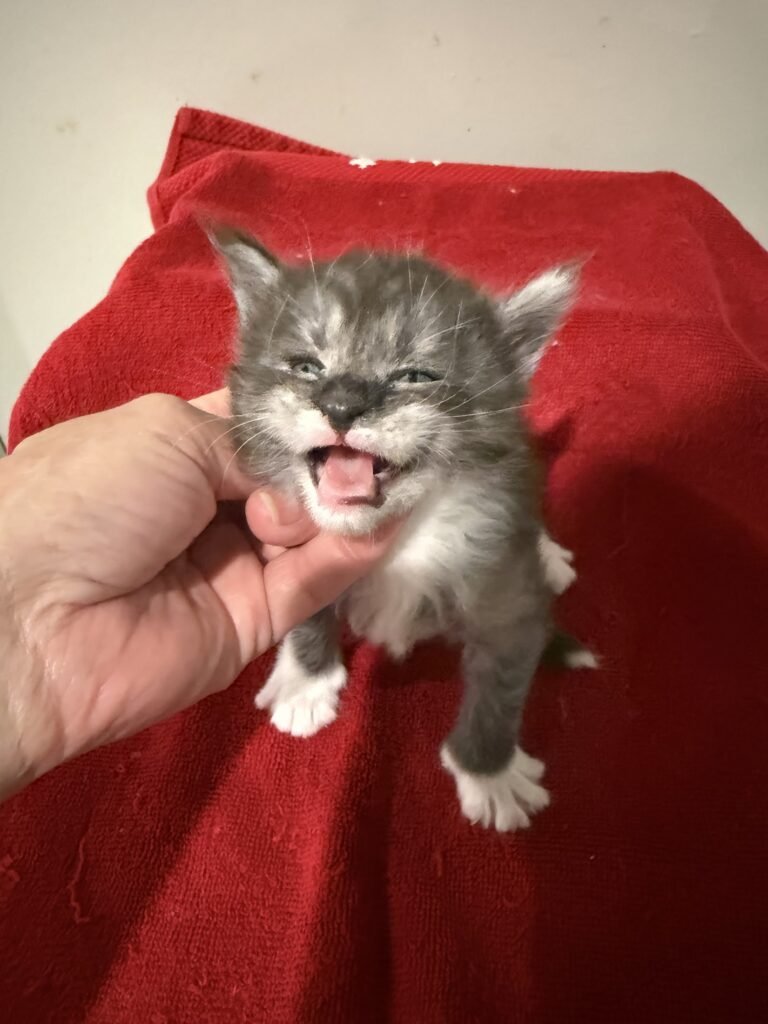 Black & white smoke Maine Coon female with her mouth open like she is laughing