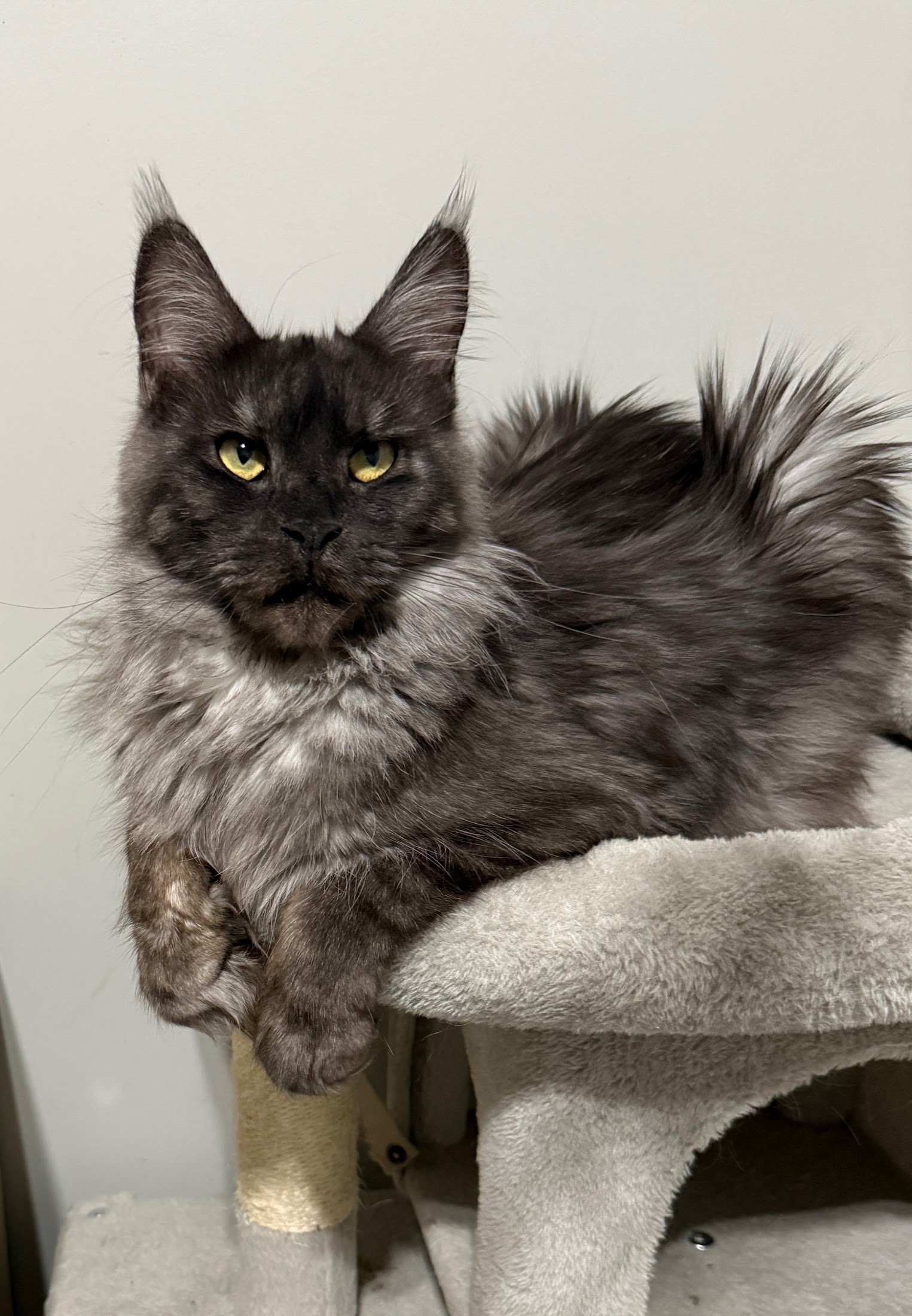 Honey Bee - Black smoke female Maine Coon with excellent breed features, part of our future pairings in Georgia.