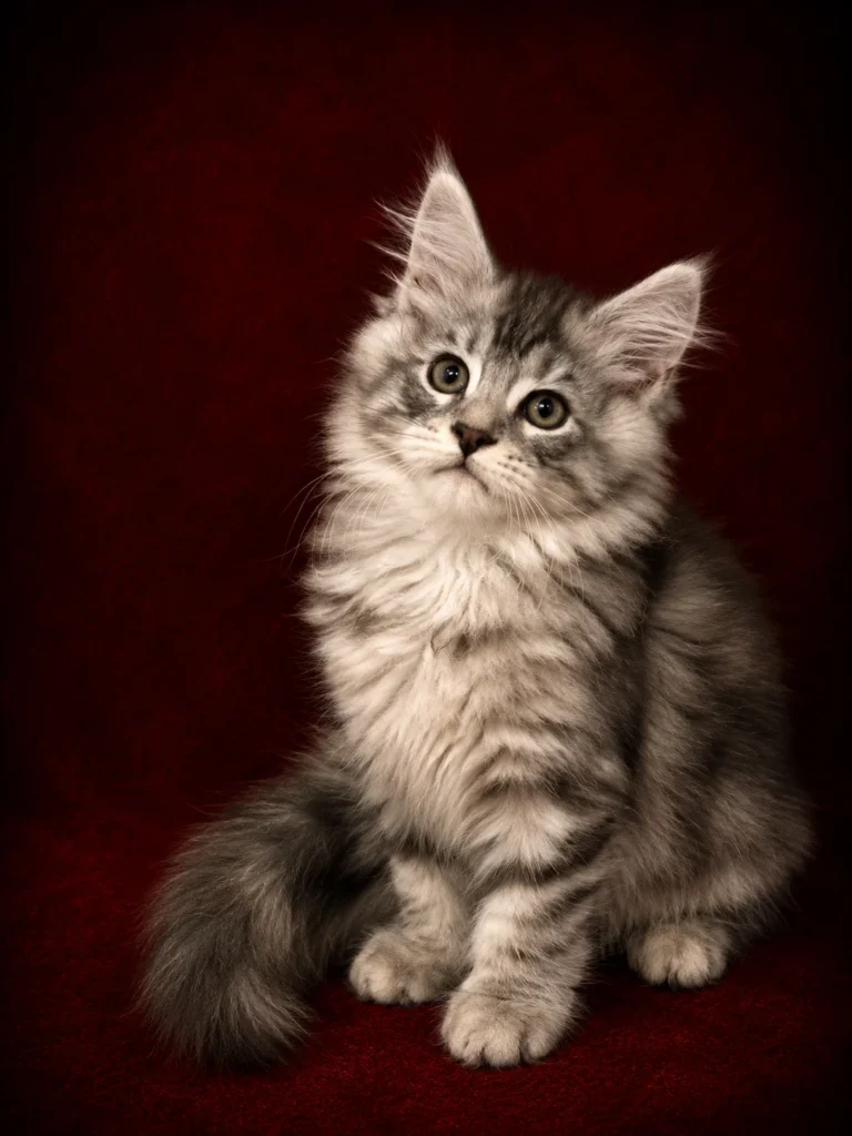 Black silver tabby Maine Coon male in a deep red background