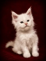 Red silver Maine Coon male with an adorable face