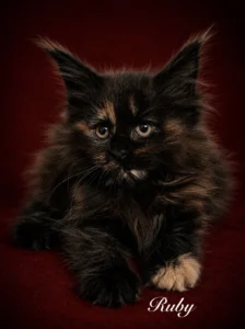 Black tortie female Maine Coon in a deep red background