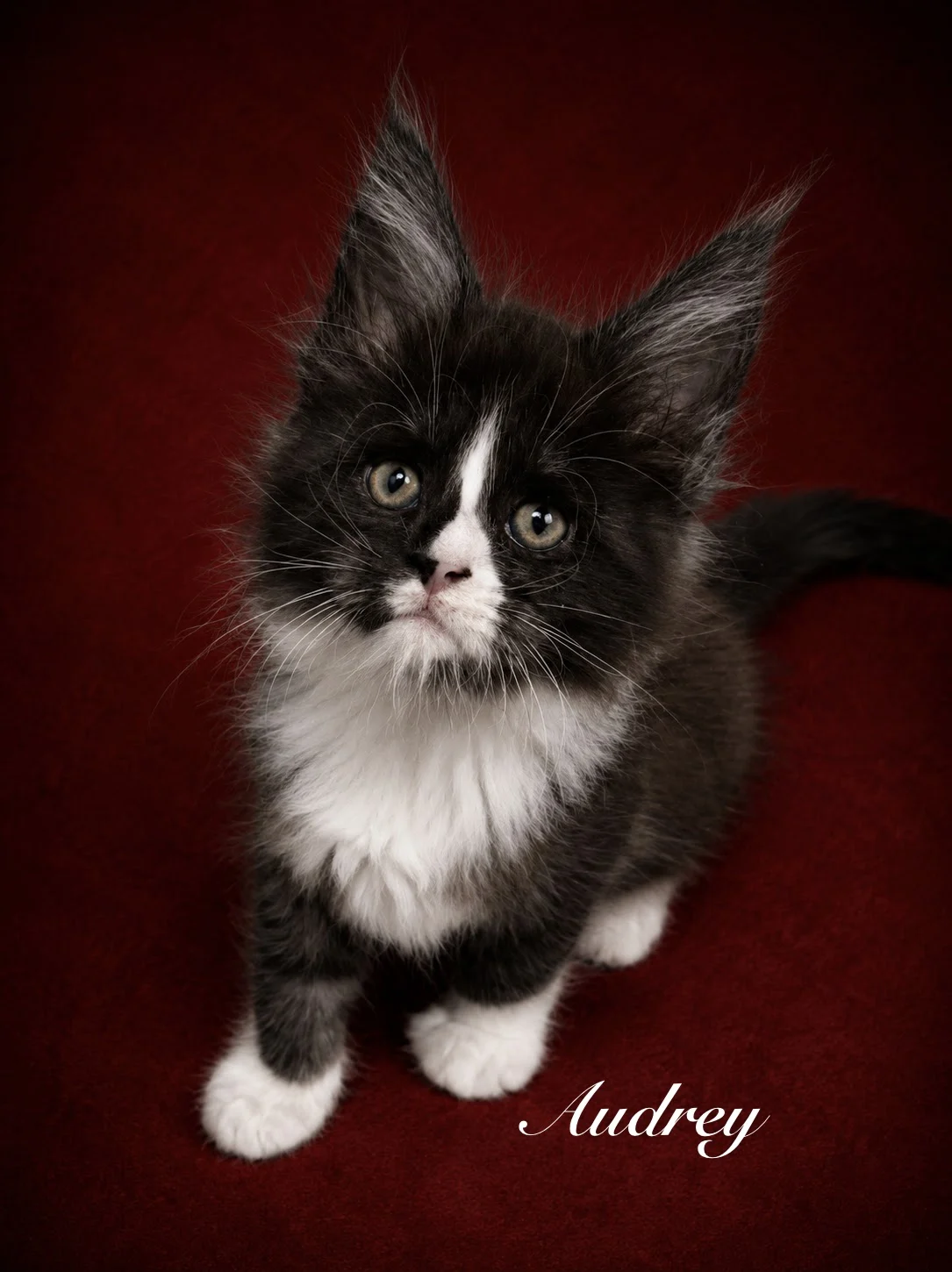 Black and White Maine Coon female with very long ear tuffs