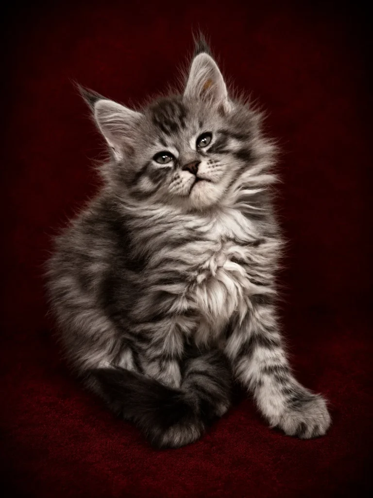 Black silver Maine Coon kitten with very strong features