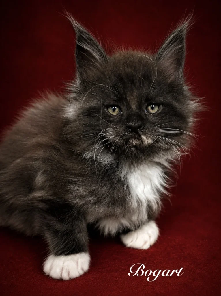 Black and white Maine Coon male with cute marking on his face