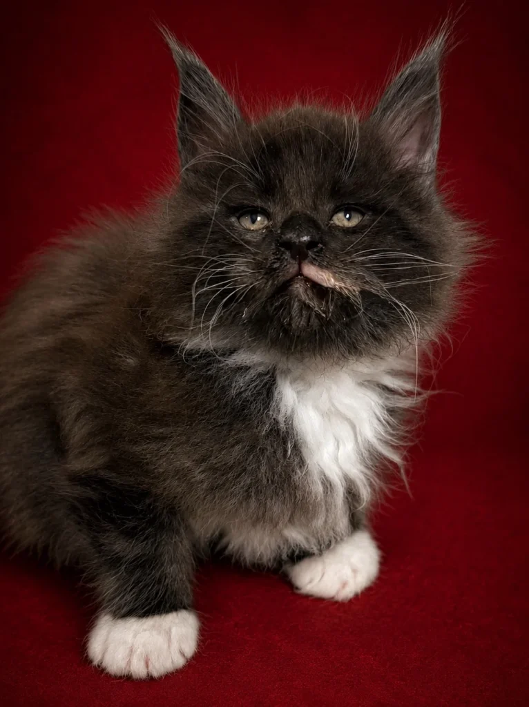 Black and white Maine Coon male with very fluffy coat