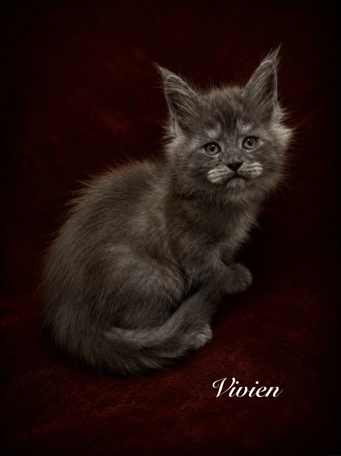 Black smoke female Maine Coon kitten with strong muzzle