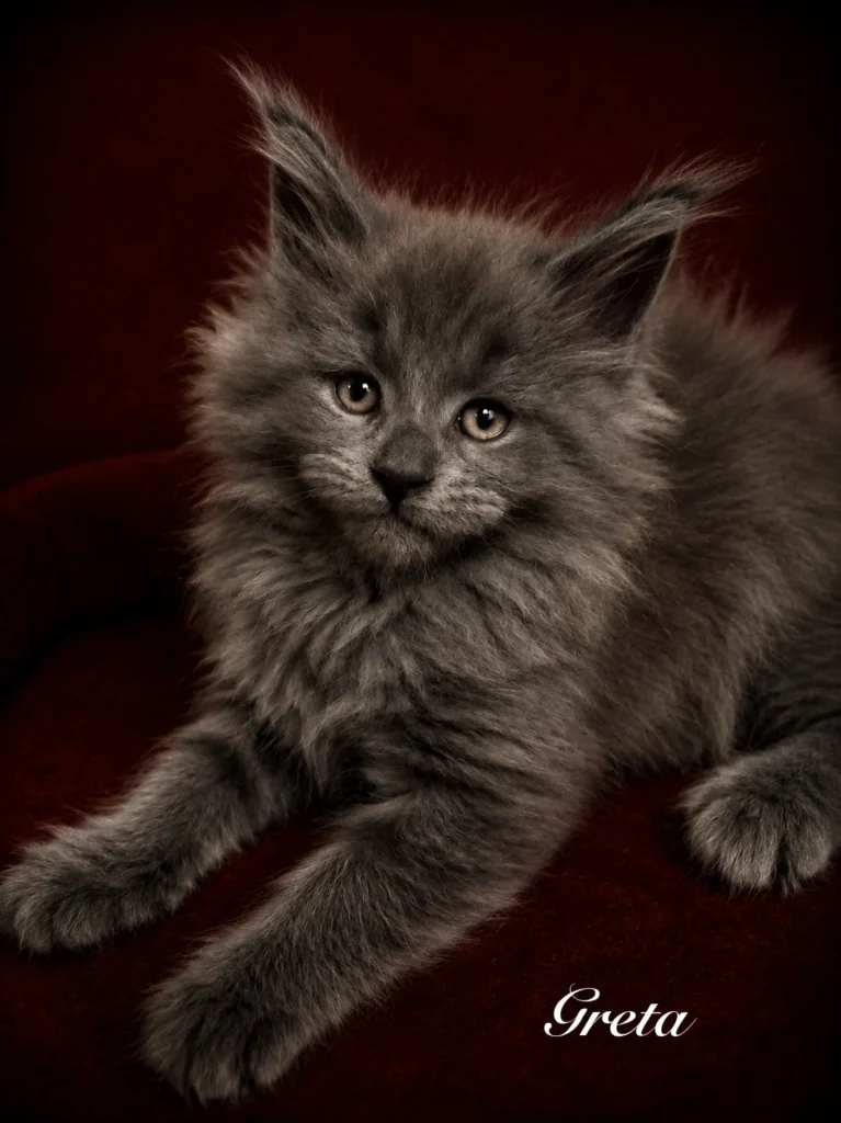 Solid blue Maine Coon female kitten with very thick coat