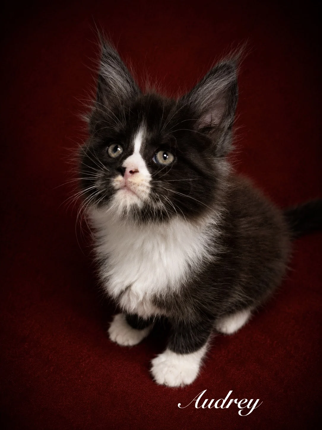 Black and White Maine Coon female in a deep red background