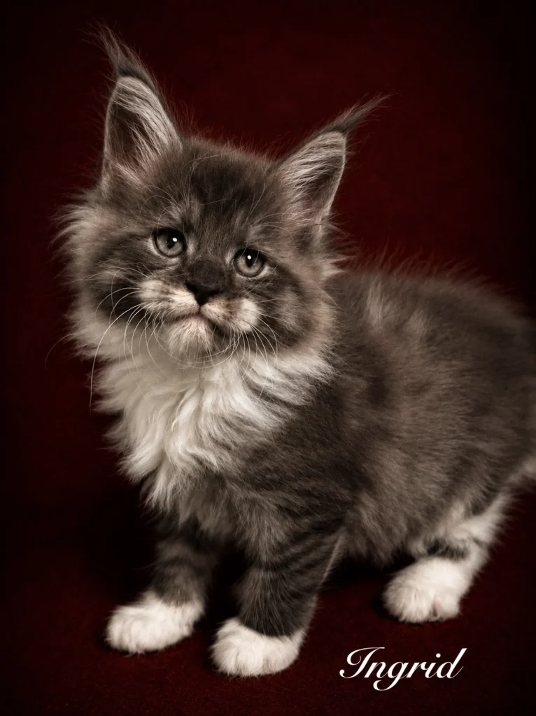 Maine Coon female with very thick coat