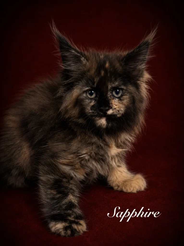 Black tortie Maine Coon female with a deep red background