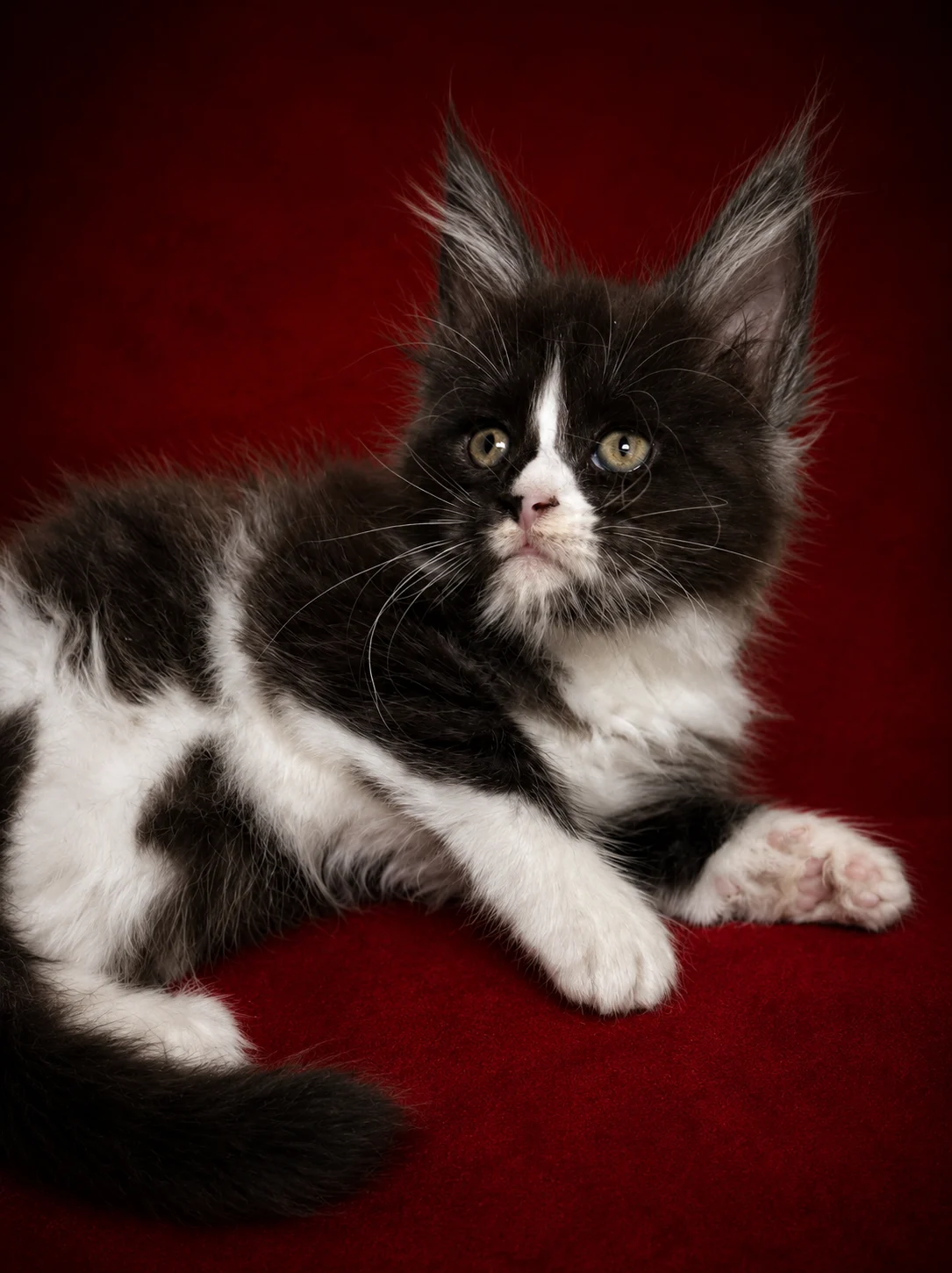 Black and White Maine Coon female with beautiful white markings