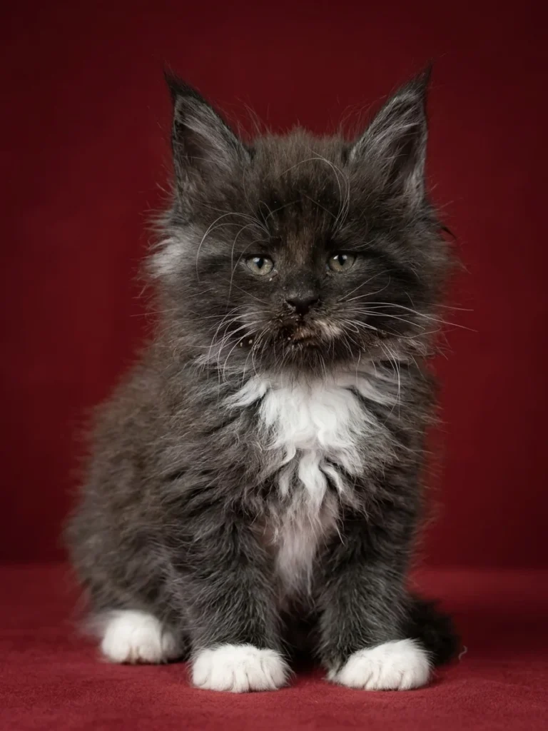 Black and white Maine Coon male with very expressive face