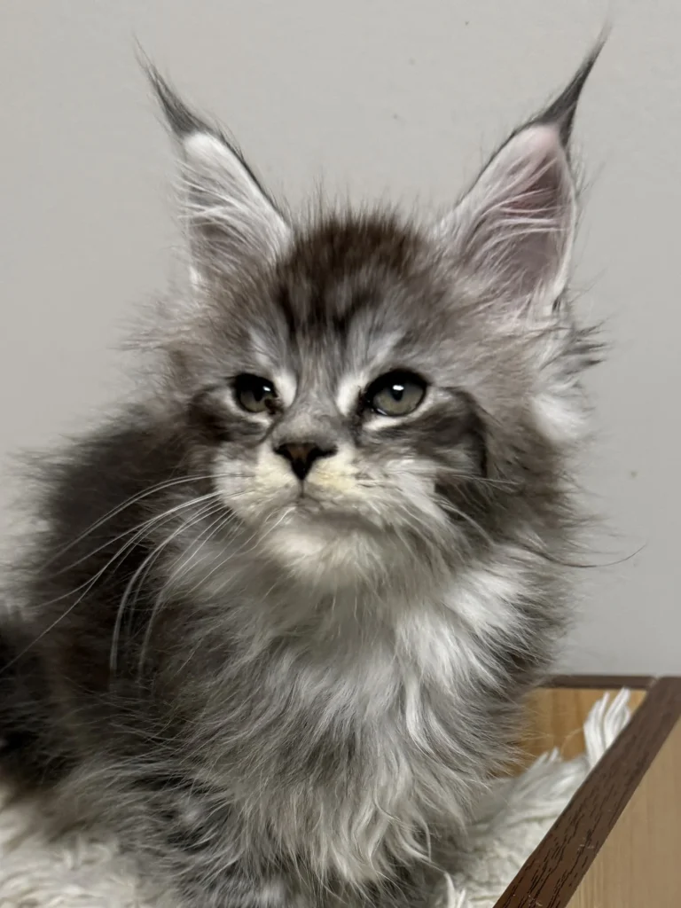 Black silver Maine Coon kitten in a beige background