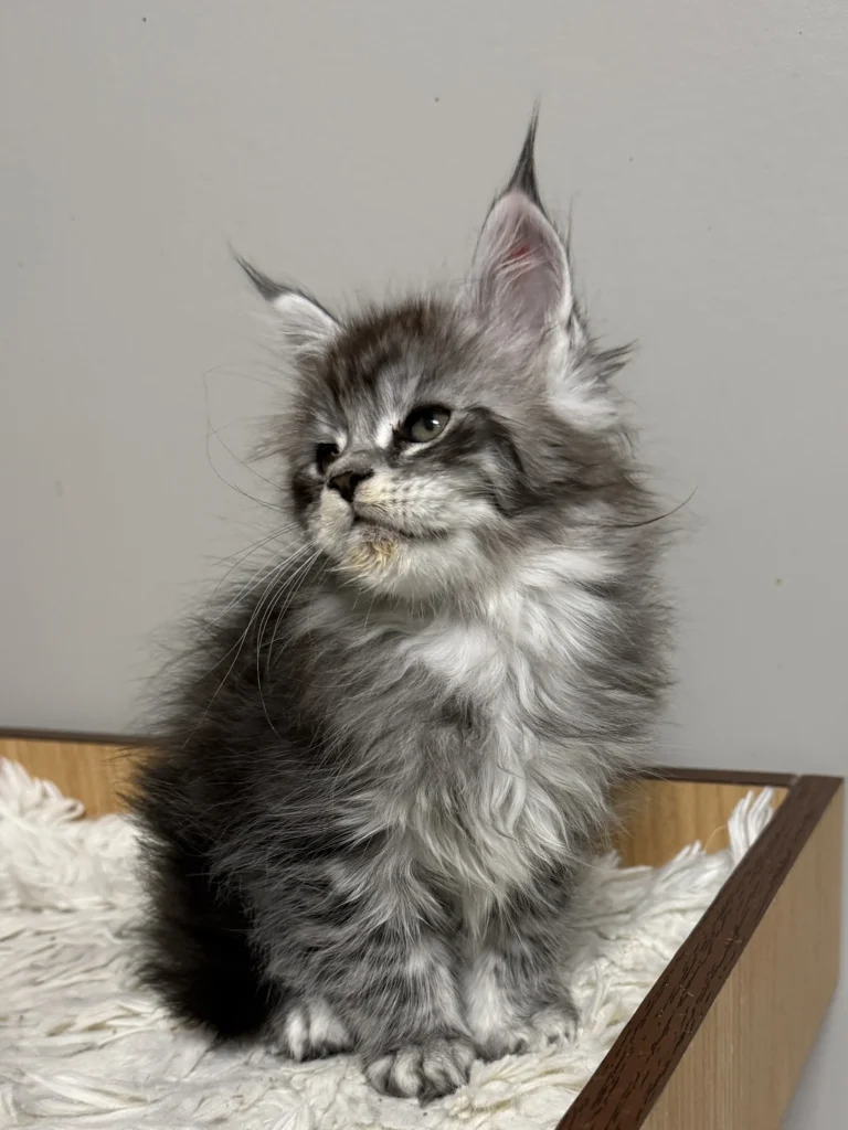 Black silver Maine Coon kitten with his head tilt