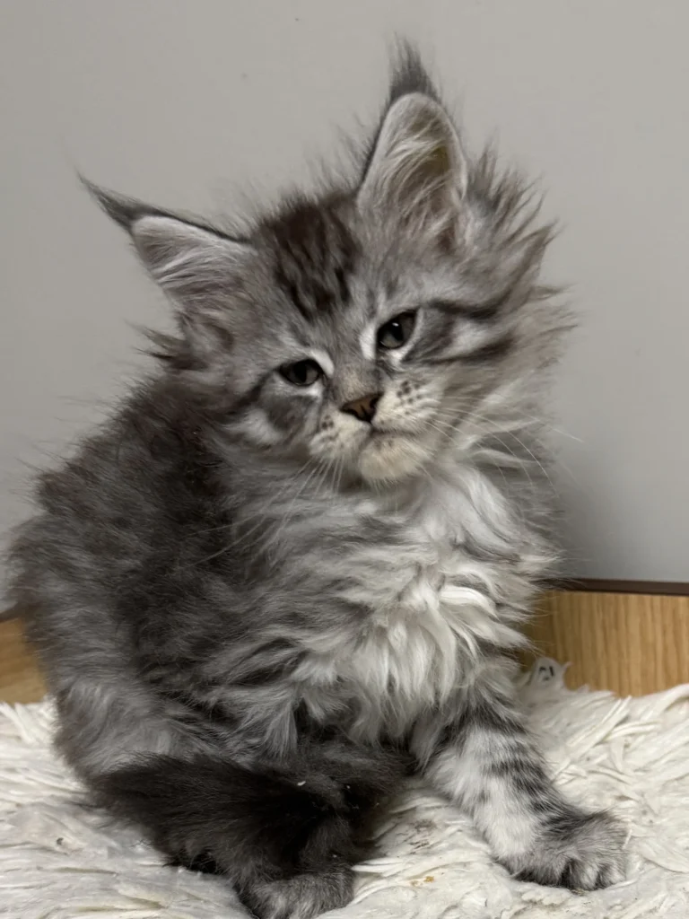 Black silver Maine Coon kitten with beautiful expression