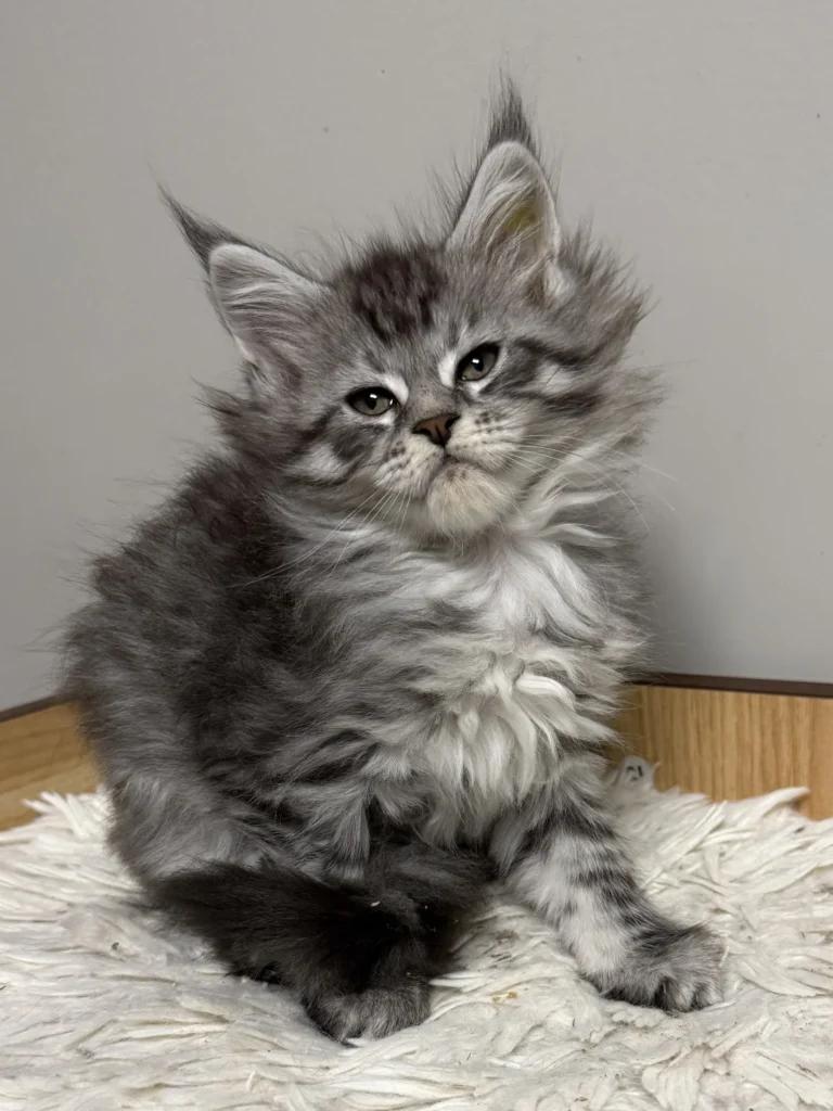Black silver Maine Coon kitten looking straight into the camera