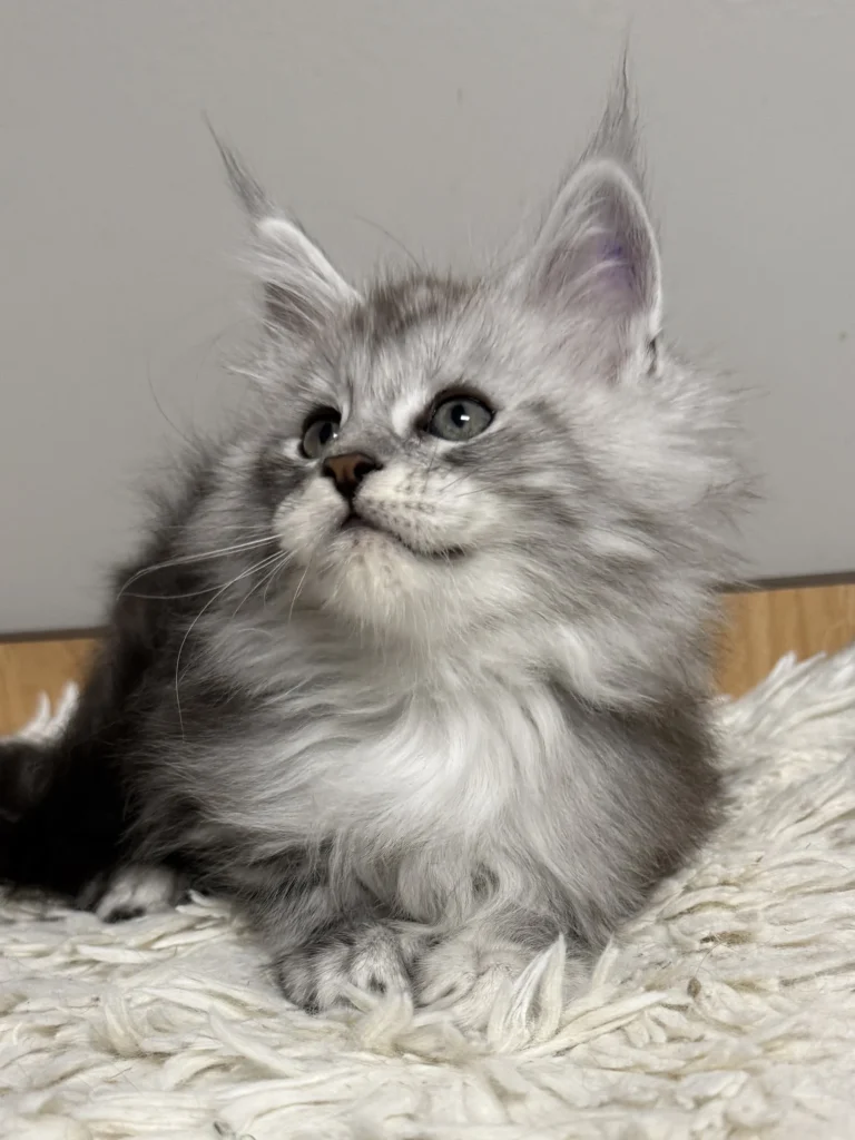Black silver Maine Coon male with his head tilt