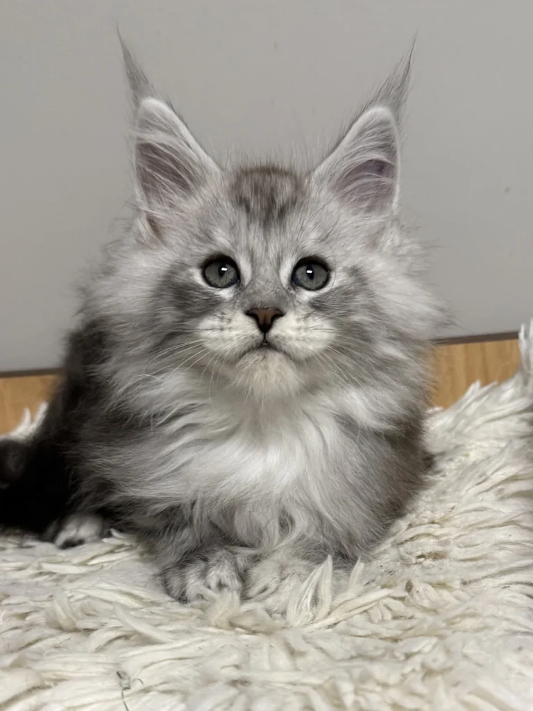Black silver Maine Coon male with beautiful silver coat