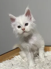 Red silver Maine Coon male in a gray background