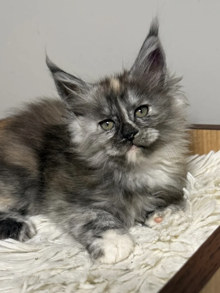 Black smoke tortie female Maine Coon with beautiful markings