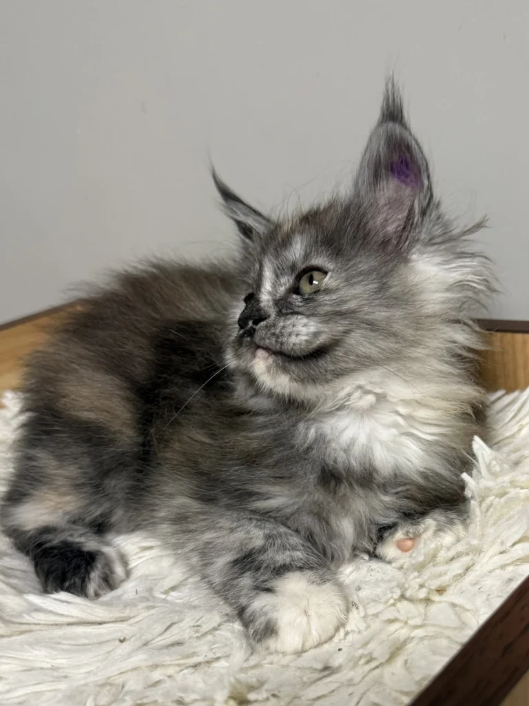 Black smoke tortie female Maine Coon with lots of silver