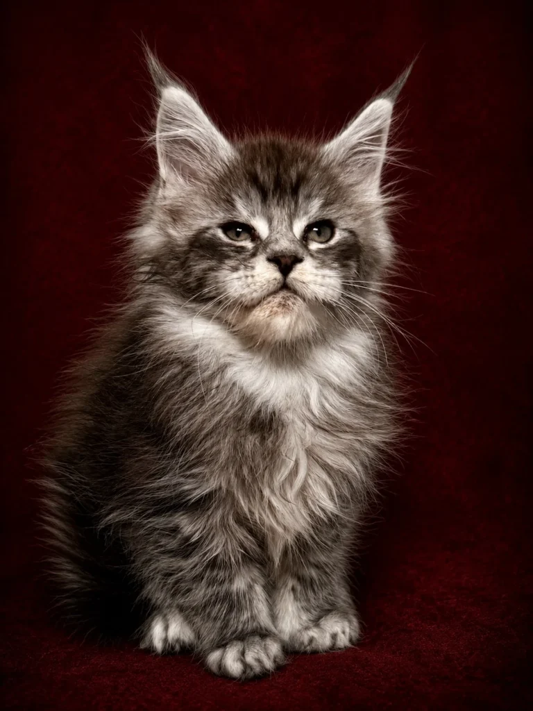Black silver Maine Coon kitten with a deep red background