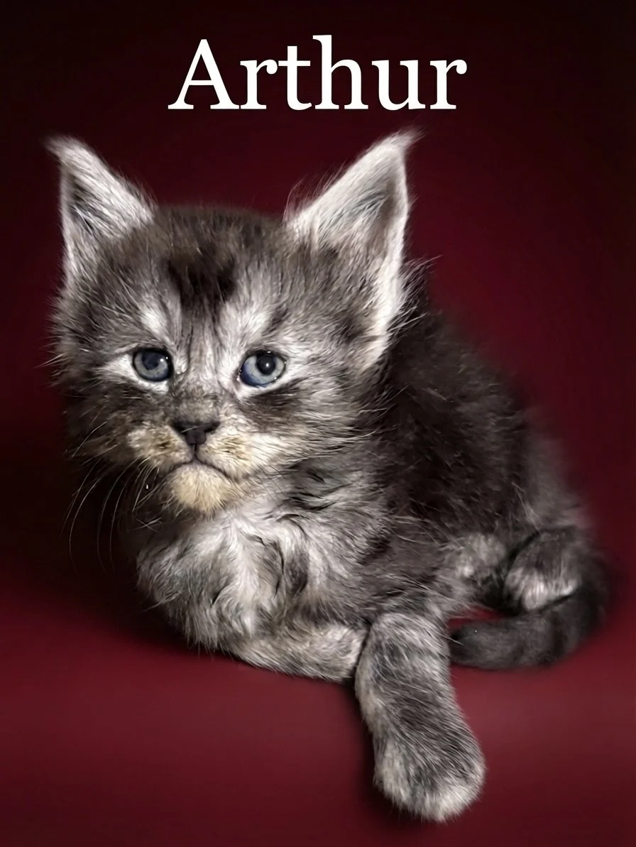 Black smoke Maine Coon kitten in a red background