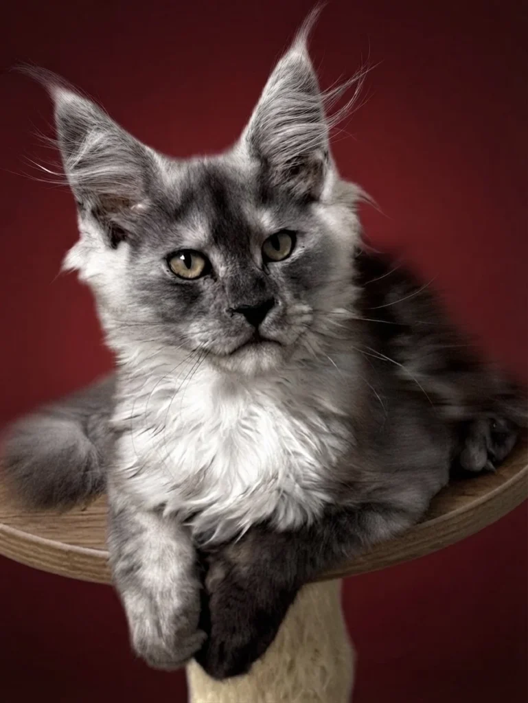 Black smoke Maine Coon female with very strong features and beautiful expression