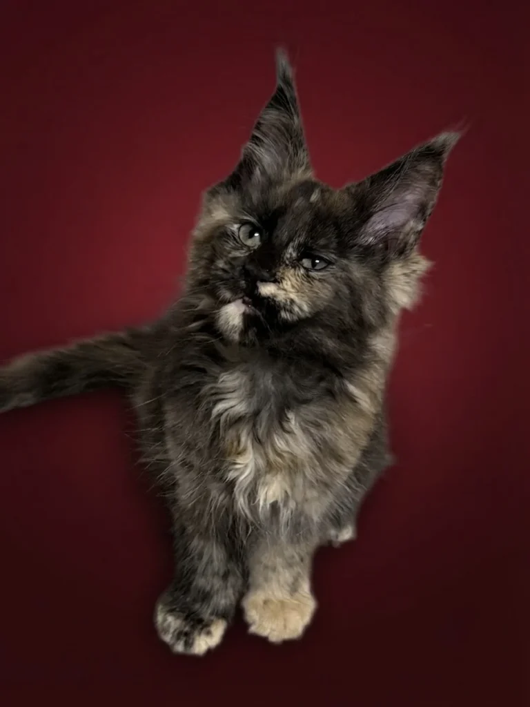 Black Maine Coon tortie female with beautiful ears and muzzle