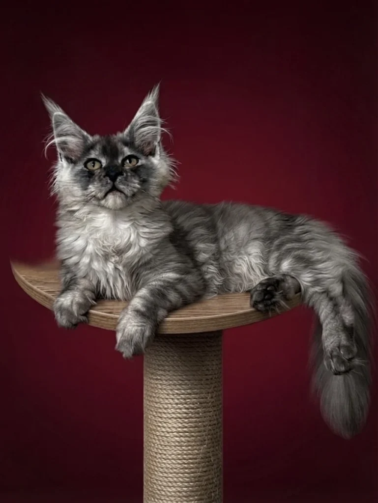 Black smoke Maine Coon female with very strong features setting on a cat tree