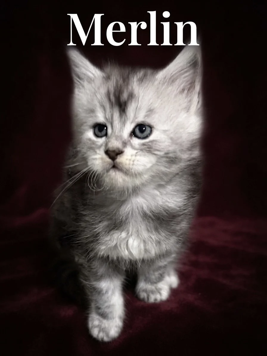 Black silver tabby Maine Coon male with very light face