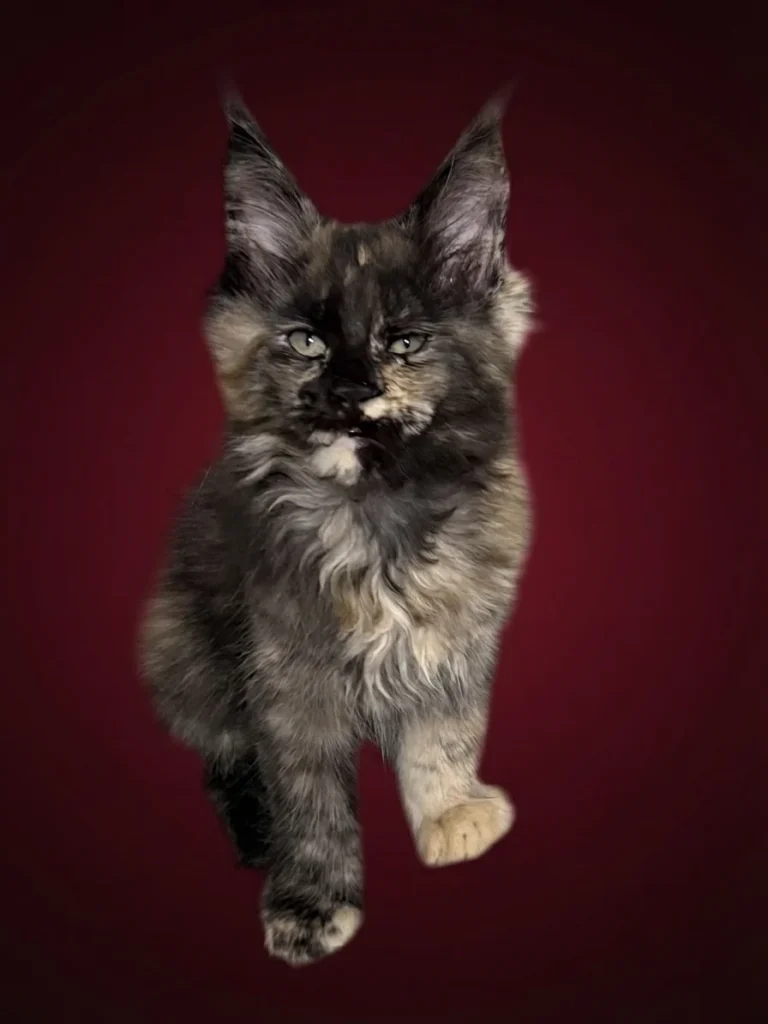Black Maine Coon tortie female with beautiful ears and muzzle looking into the camera