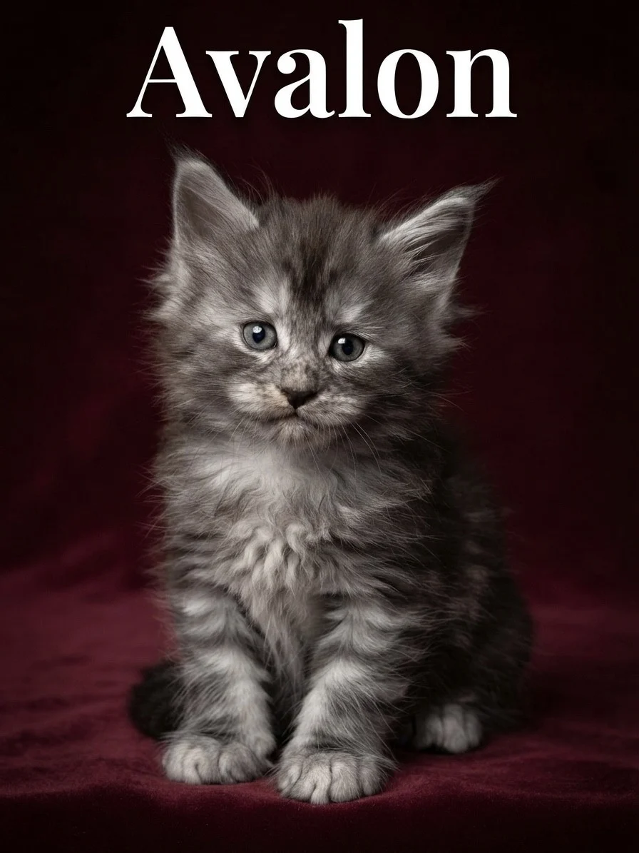 Beautiful black smoke female Maine Coon with a dark red background