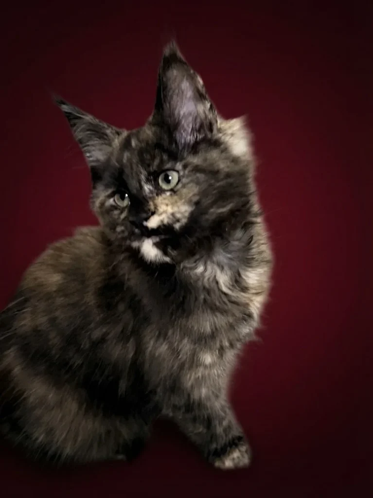 Black tortie Maine Coon female with beautiful expression
