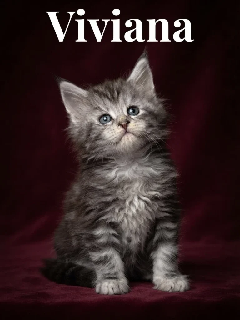 Black silver tabby Maine Coon female with a deep red background