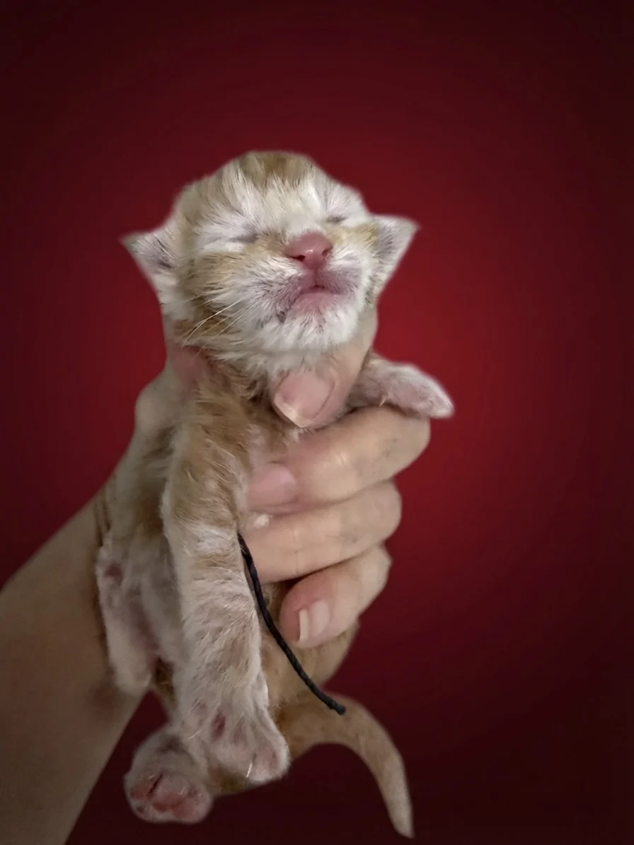 Red Maine Coon new born kitten with beautiful face